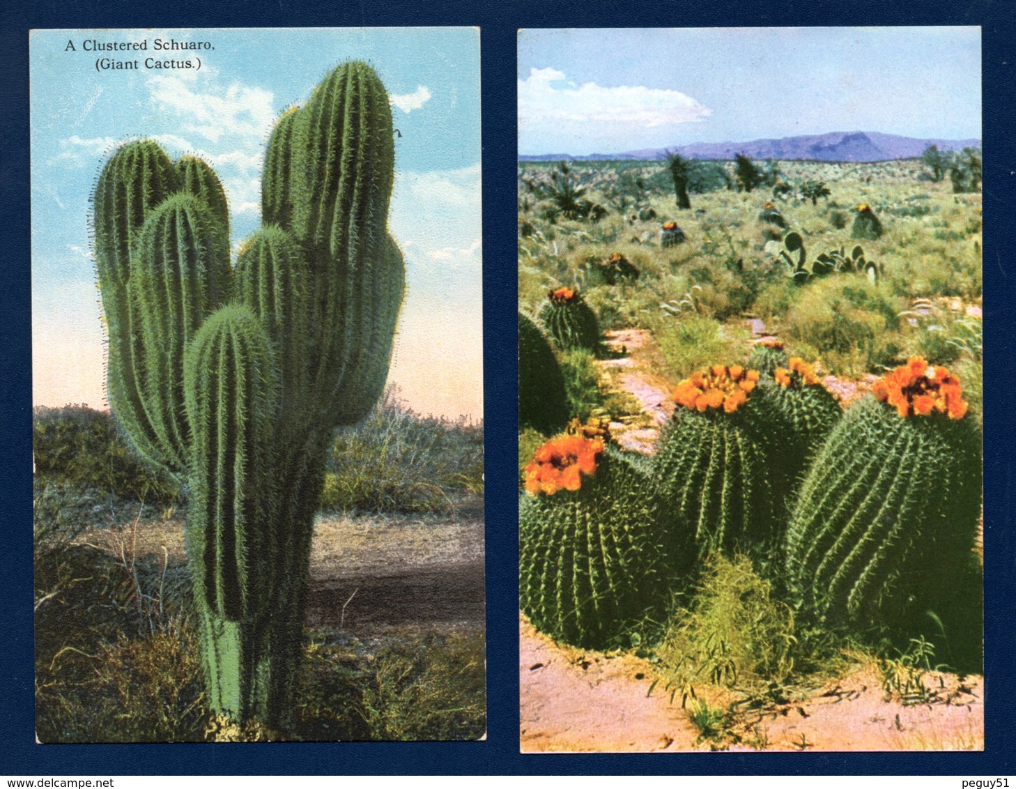 Cactus. Différentes espèces. Lot de 10 cartes. Voir descriptions