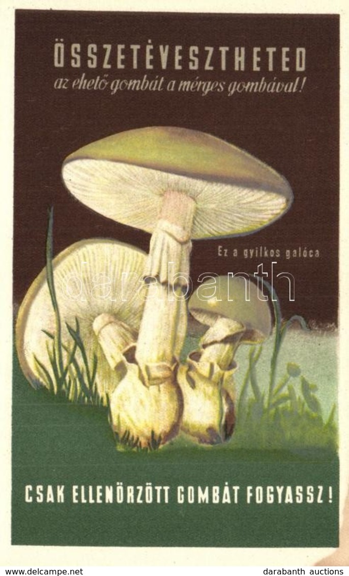 ** 3 Db F?leg Modern Gomba Motívumlap / 3 Mainly Modern Mushroom Motive Cards - Ohne Zuordnung