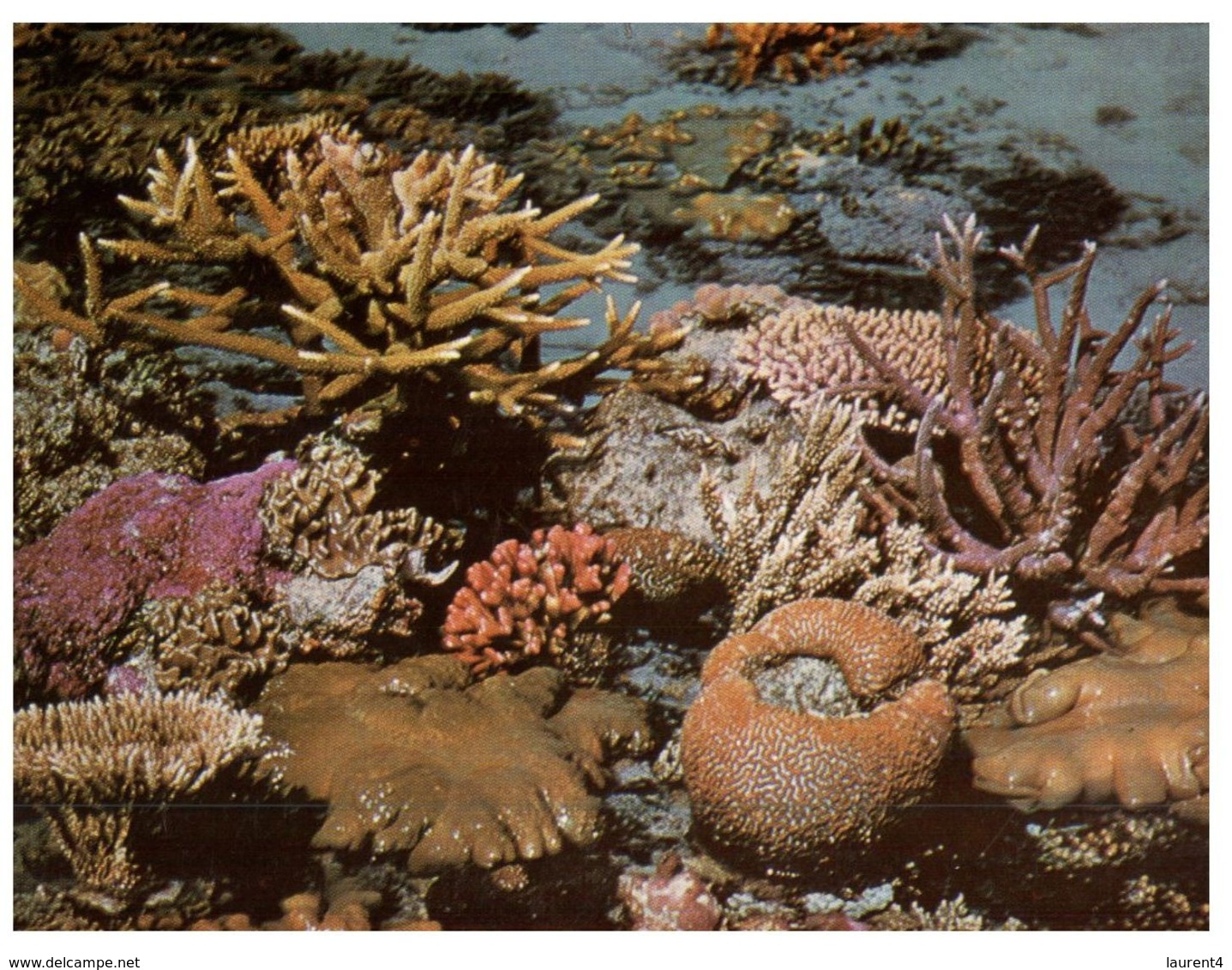 (200) Australia - QLD -  Brain Staghorn And Coral (seashell) - Great Barrier Reef