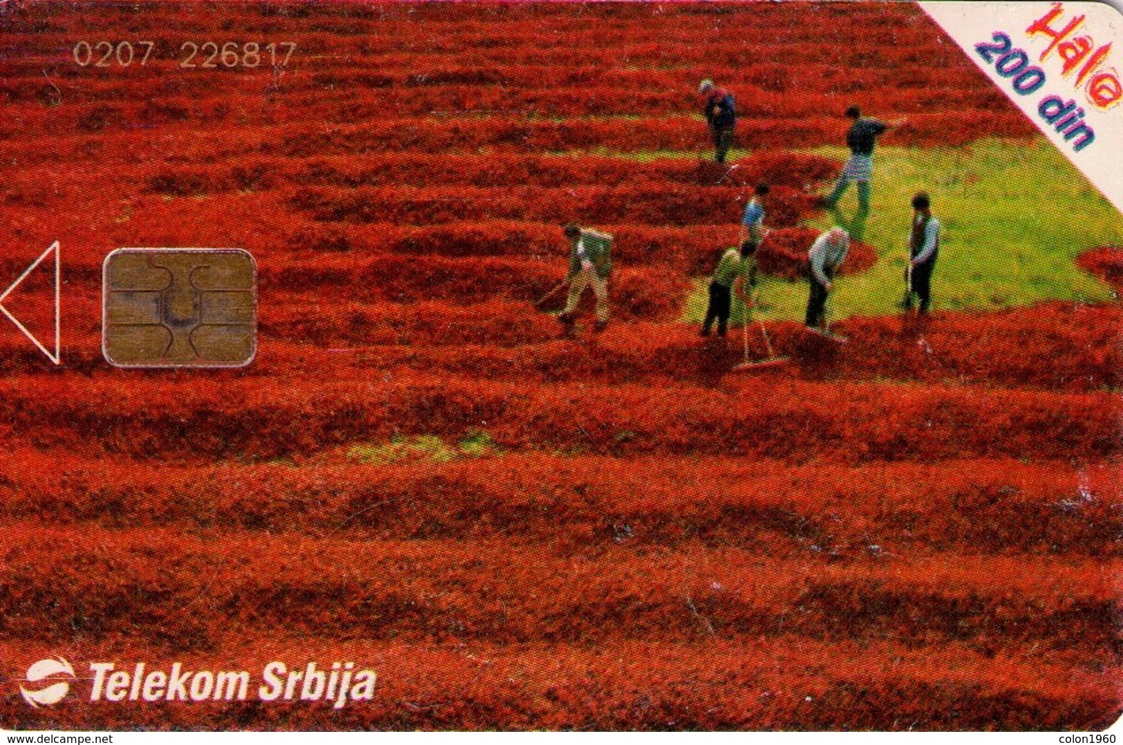 SERBIA. RS-TKS-0086. Field Of Red Pepper. 2004-02. (292) - Yugoslavia