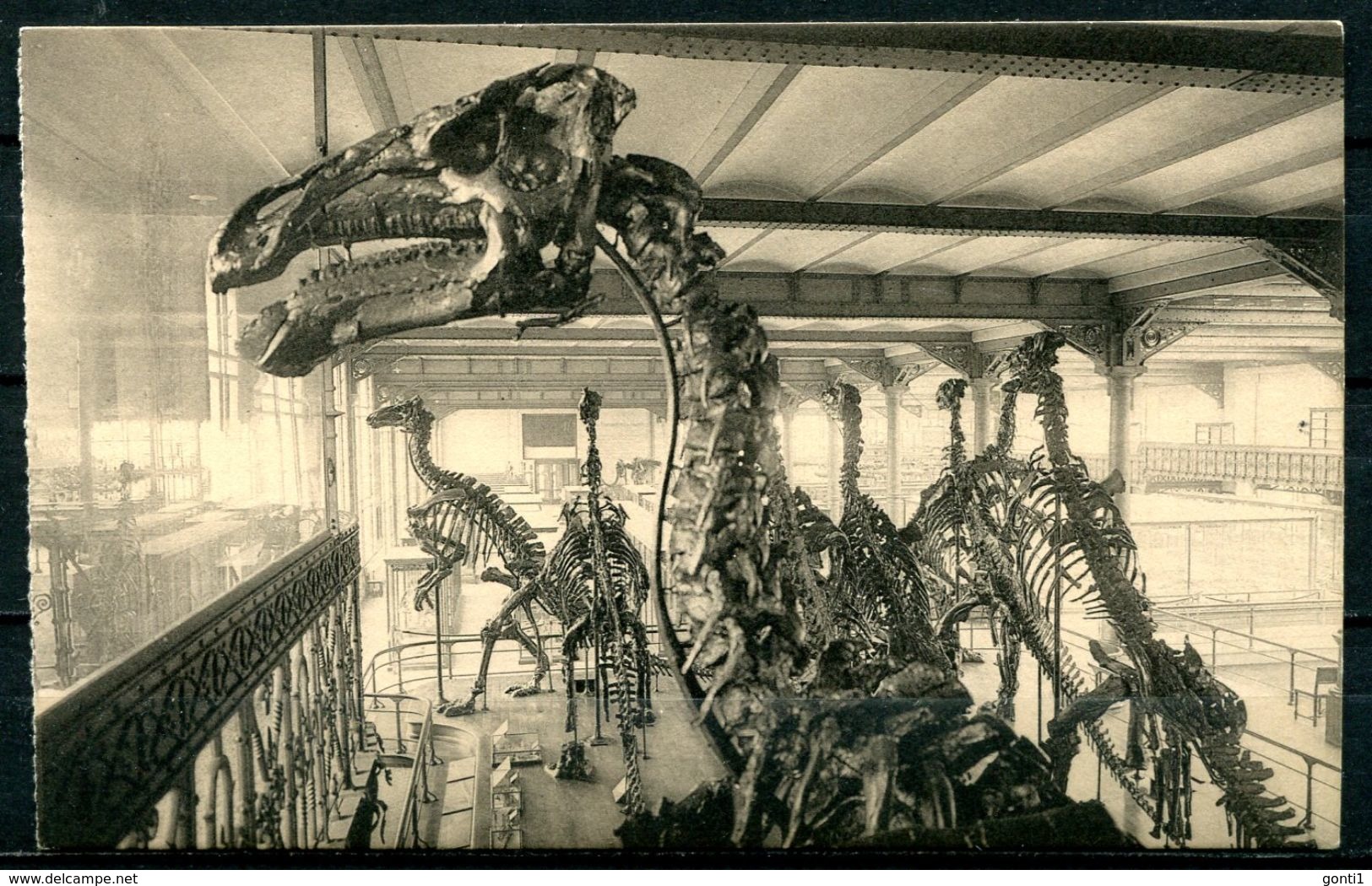 CPSM  S/w AK Belgien Brüssel Royal Musee" Musee-Naturelle-Dinosaurisch,Dino-groote Grasetende Dinosau...."1 AK Blanco - Sonstige & Ohne Zuordnung