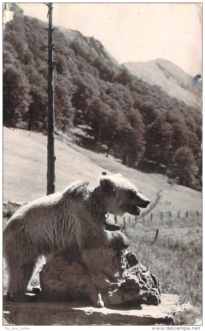 Ours Des Pyrénées - Ours Capturé Par Monsieur Haurillon, L'Hospice De France Près Luchon - Beren