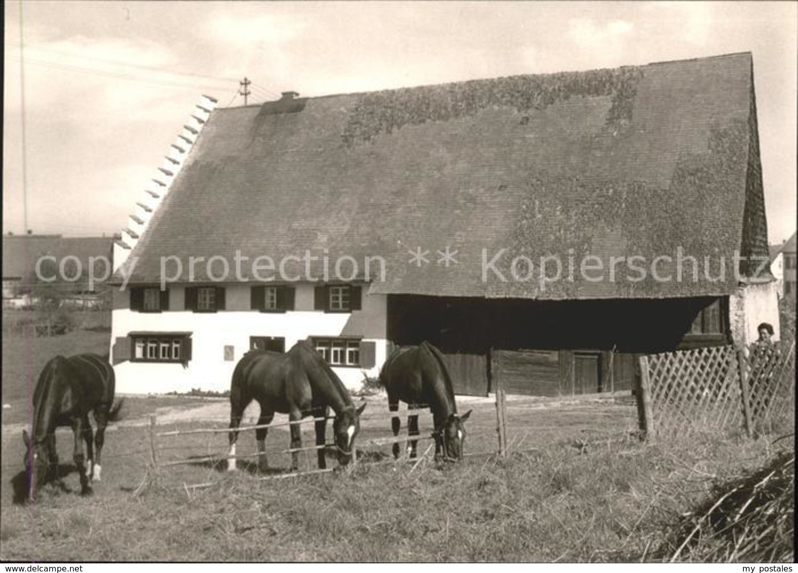 41580871 Bad Duerrheim Pferdekoppel Haenslihof Bad Duerrheim - Bad Duerrheim