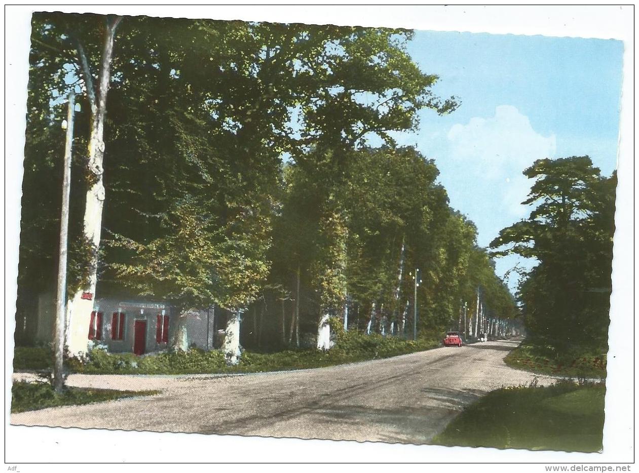 CPSM COLORISEE CRECY EN PONTHIEU, LA FORET, SOMME 80 - Crecy En Ponthieu