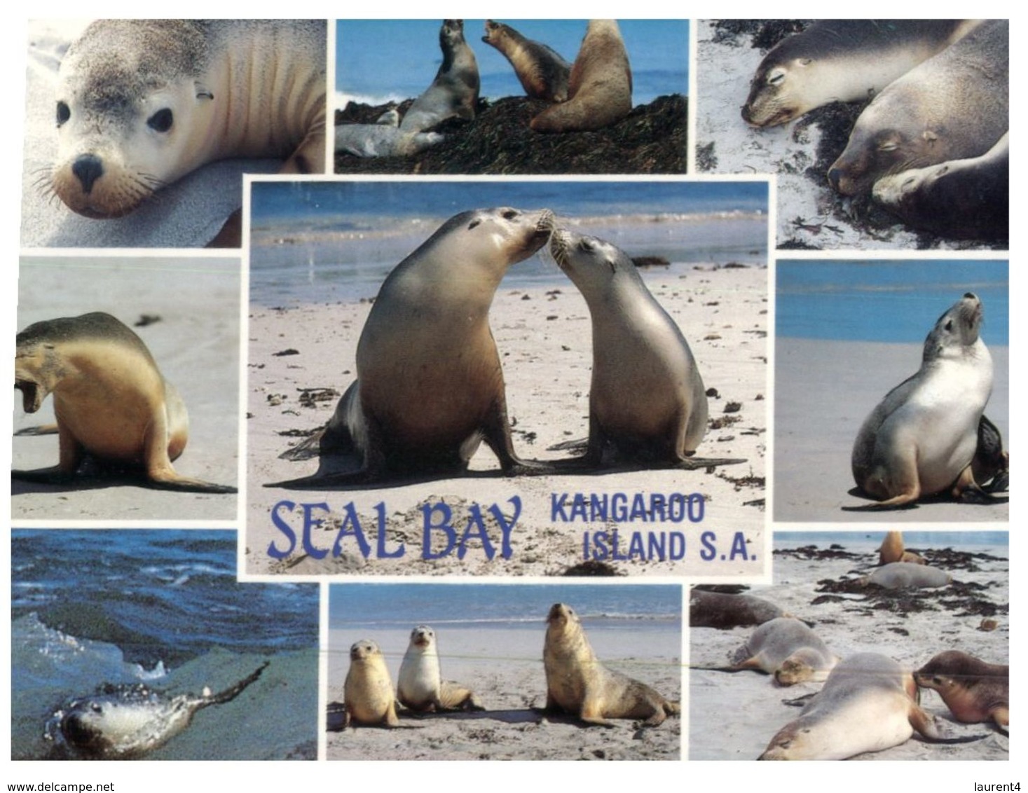 (101) Australia - SA - Seal Bay, Kangaroo Island (with Stamps At Back Of Card) - Kangaroo Islands