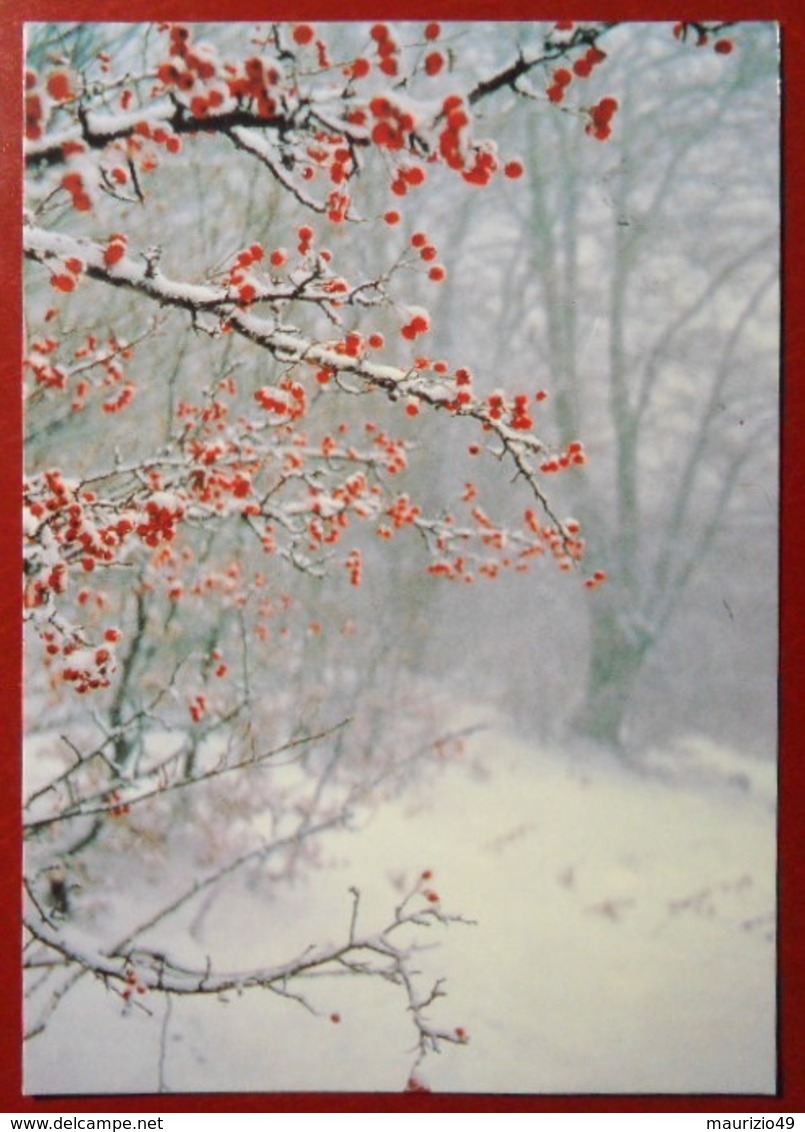 GRAN SASSO D'ITALIA Bosco Di Trignano 1989 6 Lug  Viaggiata Da PIETRACAMELA X LECCE Castelli 50 E 500 Lire - VEDI FOTO - Alberi