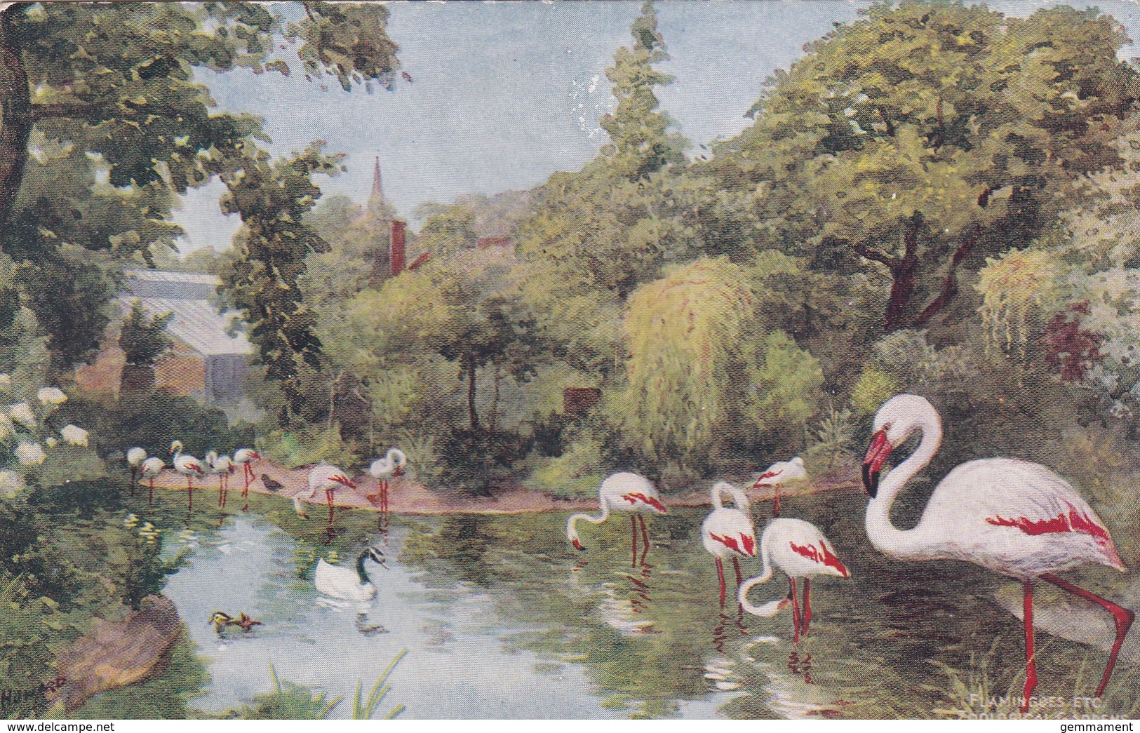 FLAMINGOES ETC  AT LONDON ZOOLOGICAL GARDENS - Birds