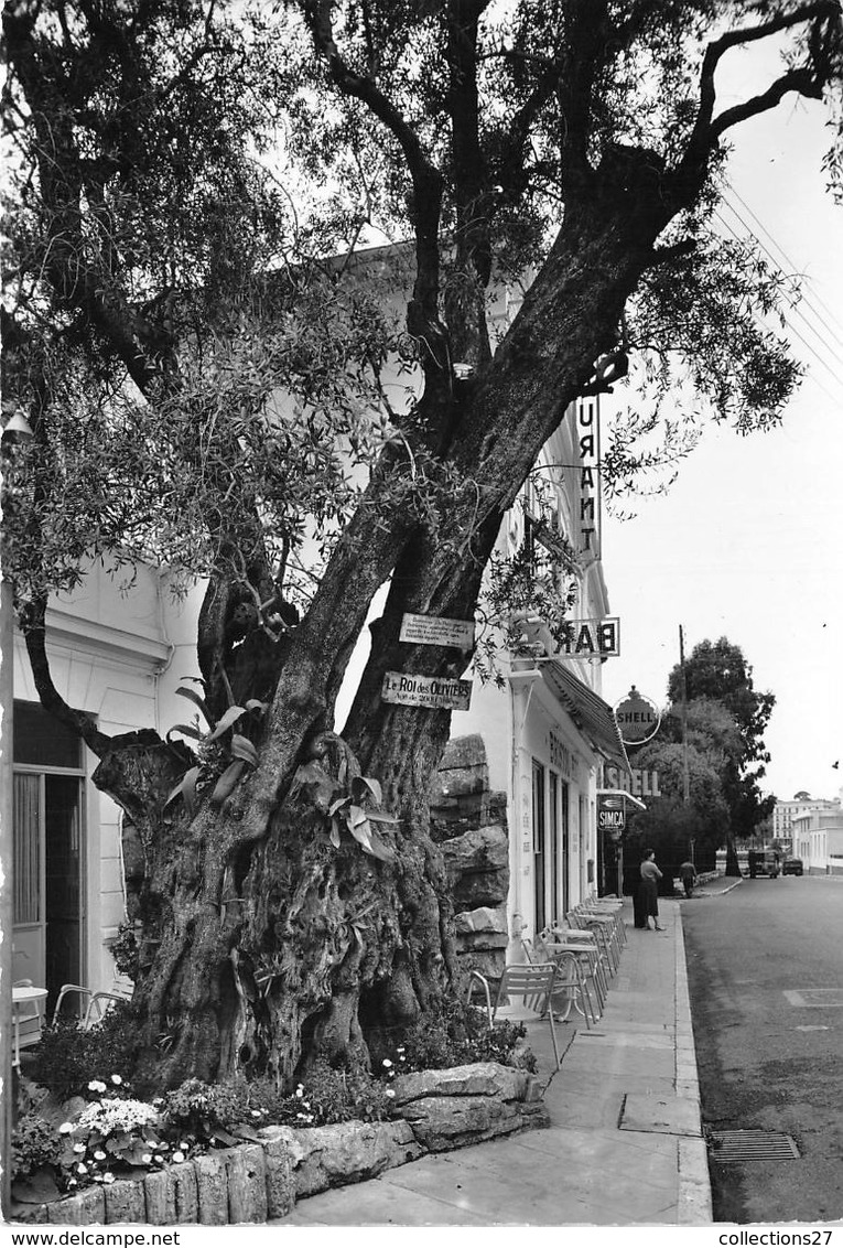 06-BEAULIEU-SUR-MER-LE ROI DES OLIVIERS - Beaulieu-sur-Mer