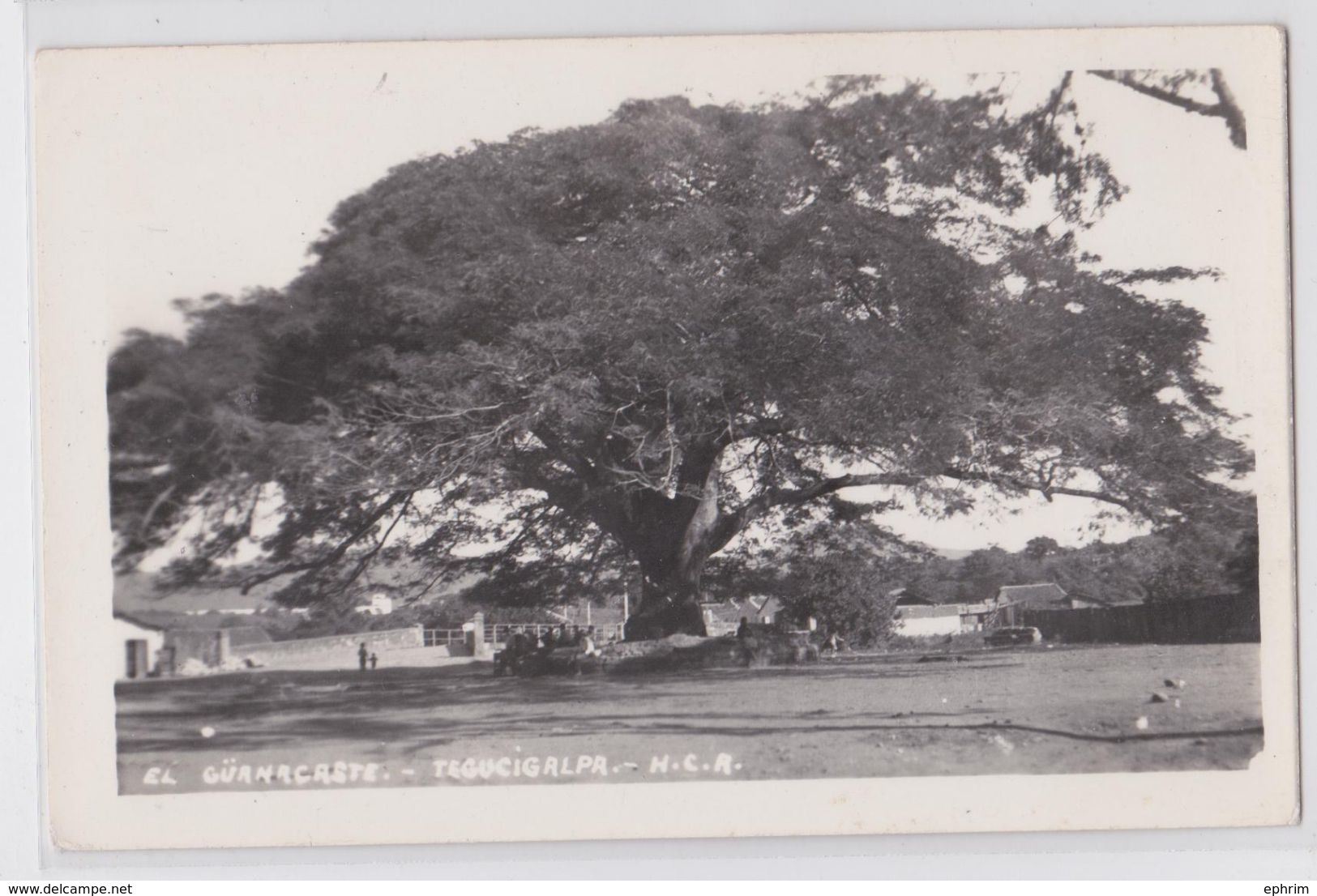 TEGUCIGALPA (Honduras) - El Güanacaste Tree Arbre Nommé Real Photo Postcard - Honduras