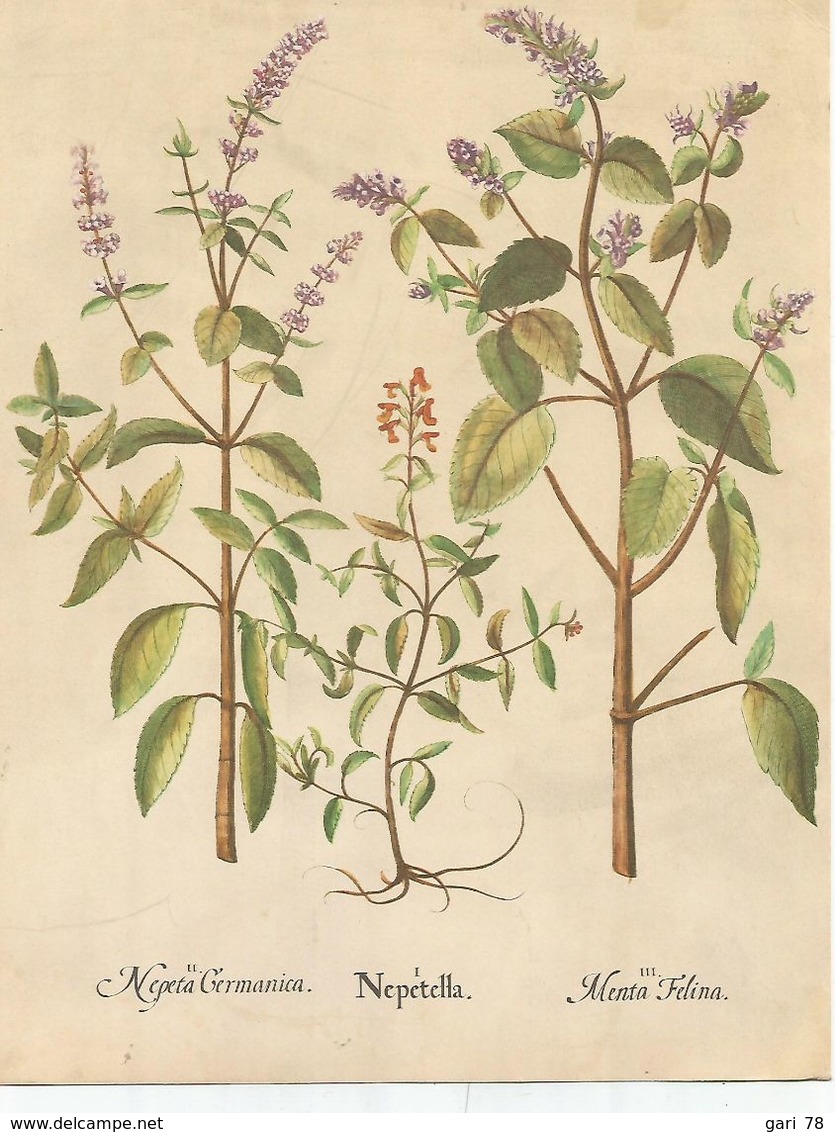 Planche N° 38 Sur Les Plantes (nepetella, Nepeta Germanica, Mentha Felina), Carton Publicitaire TRANSFUSINE - Pubblicitari