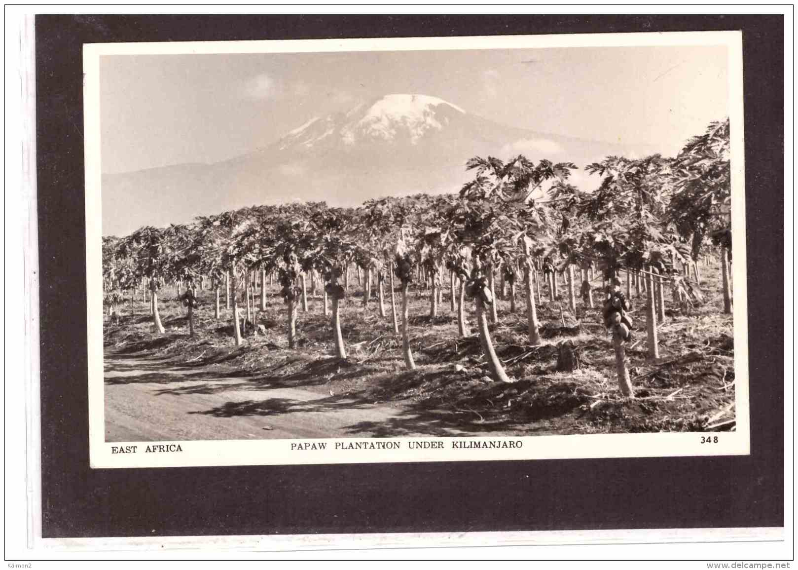 13775   -    PAPAW PLANTATION UNDER KILIMANJARO     /     NUOVA - Tanzania