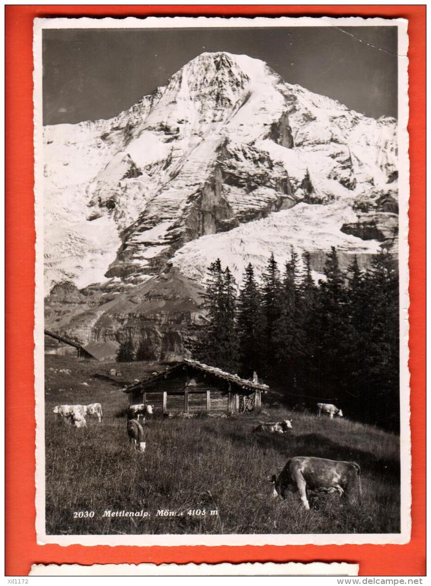 GBS-04 Mettlenalp In Fankhaus (Trub)  Kuhe.  GElaufen, Gross Format - Trub