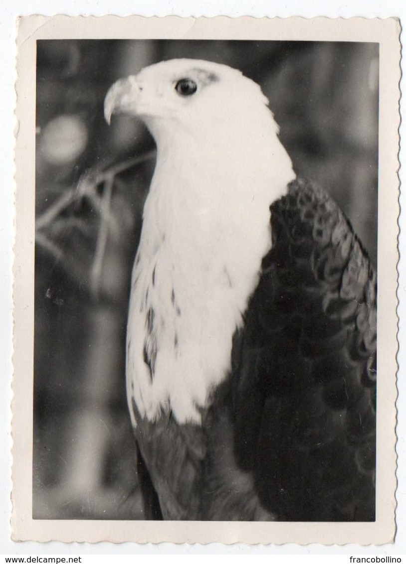 CONGO - BIRDS / EAGLE /REAL PHOTO / ELISABETHVILLE CANCEL 1964 / OVERPRINT STAMPS-THEMATIC OLYMPIC GAMES - Lubumbashi