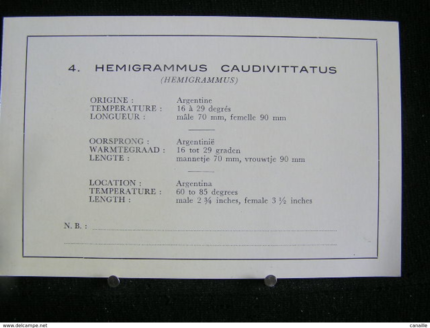 Co-279 /  Hemigrammus, ( Hemigrammus Caudivittatus, Argentine   .- - Poissons Et Crustacés