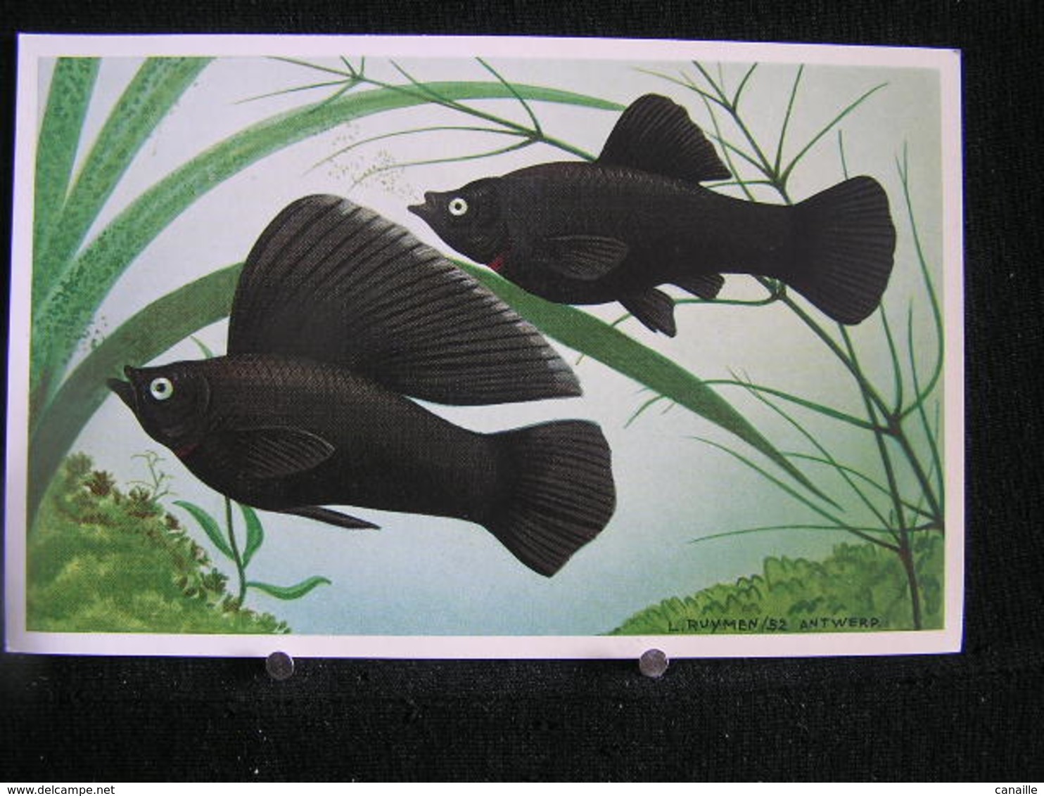 W-280 /  Black Molly, ( Black Molliensias ,  Yucatan, Croisement Du Latipinna Et Velifera .- - Poissons Et Crustacés