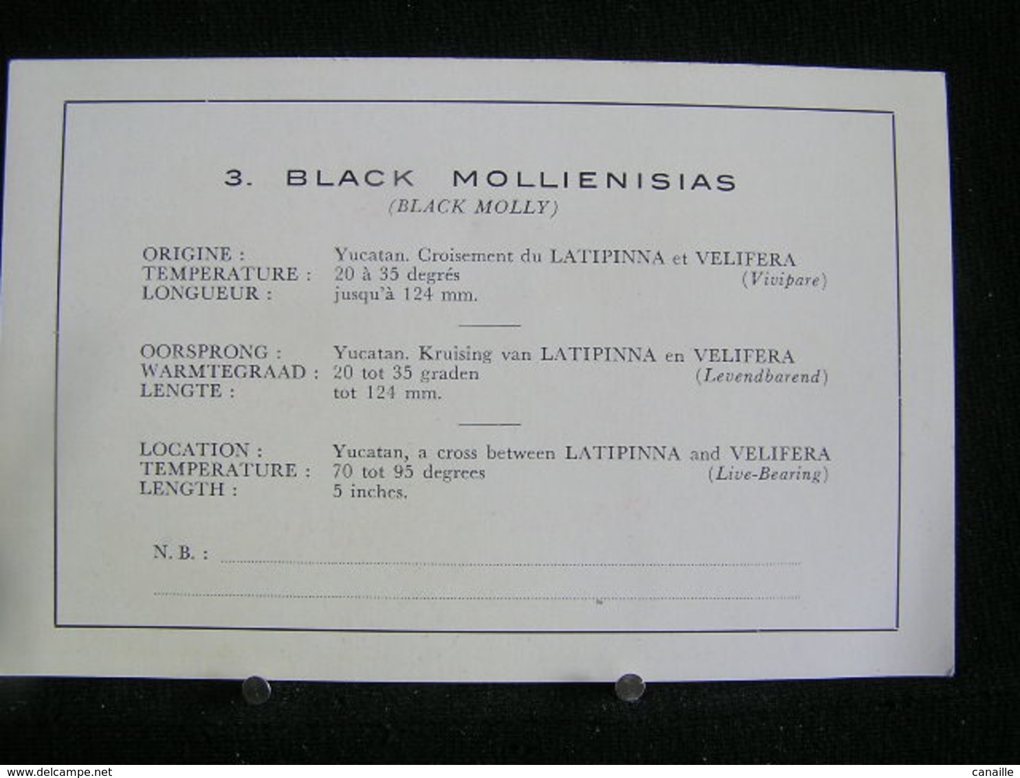 W-280 /  Black Molly, ( Black Molliensias ,  Yucatan, Croisement Du Latipinna Et Velifera .- - Poissons Et Crustacés