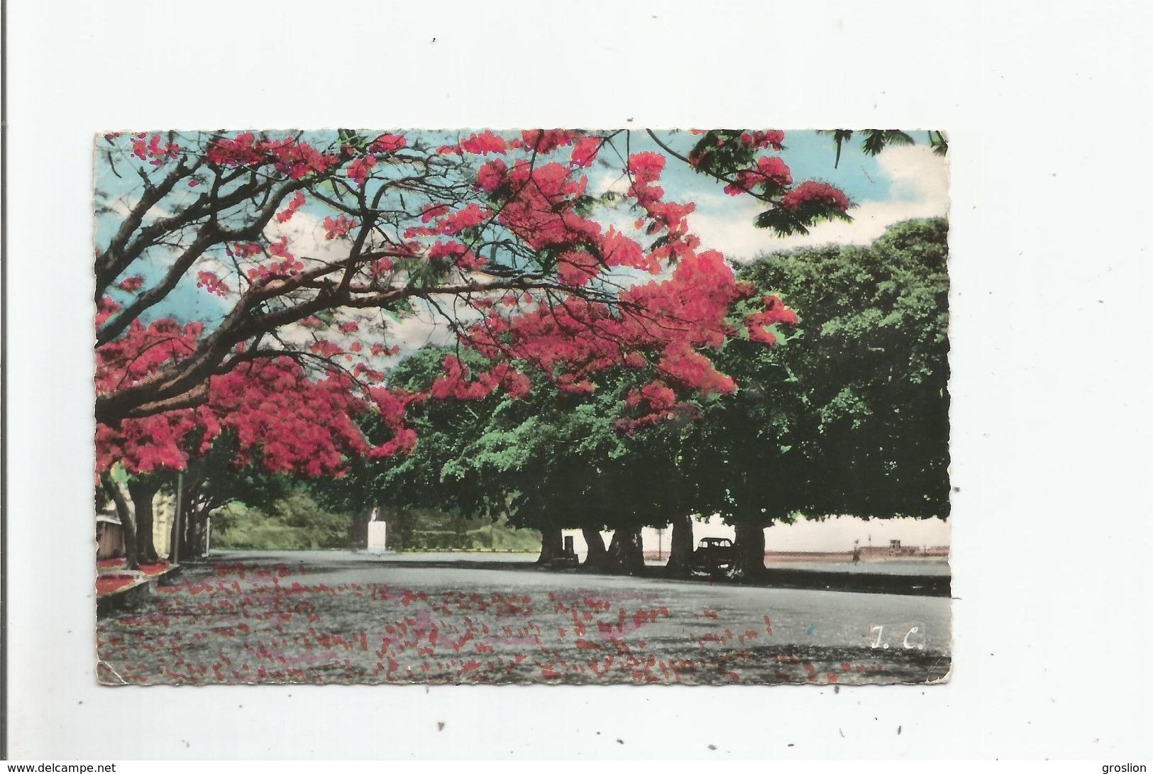 LA REUNION FLAMBOYANT AU BARACHOIS (QUARTIER DE ST DENIS) - Saint Denis