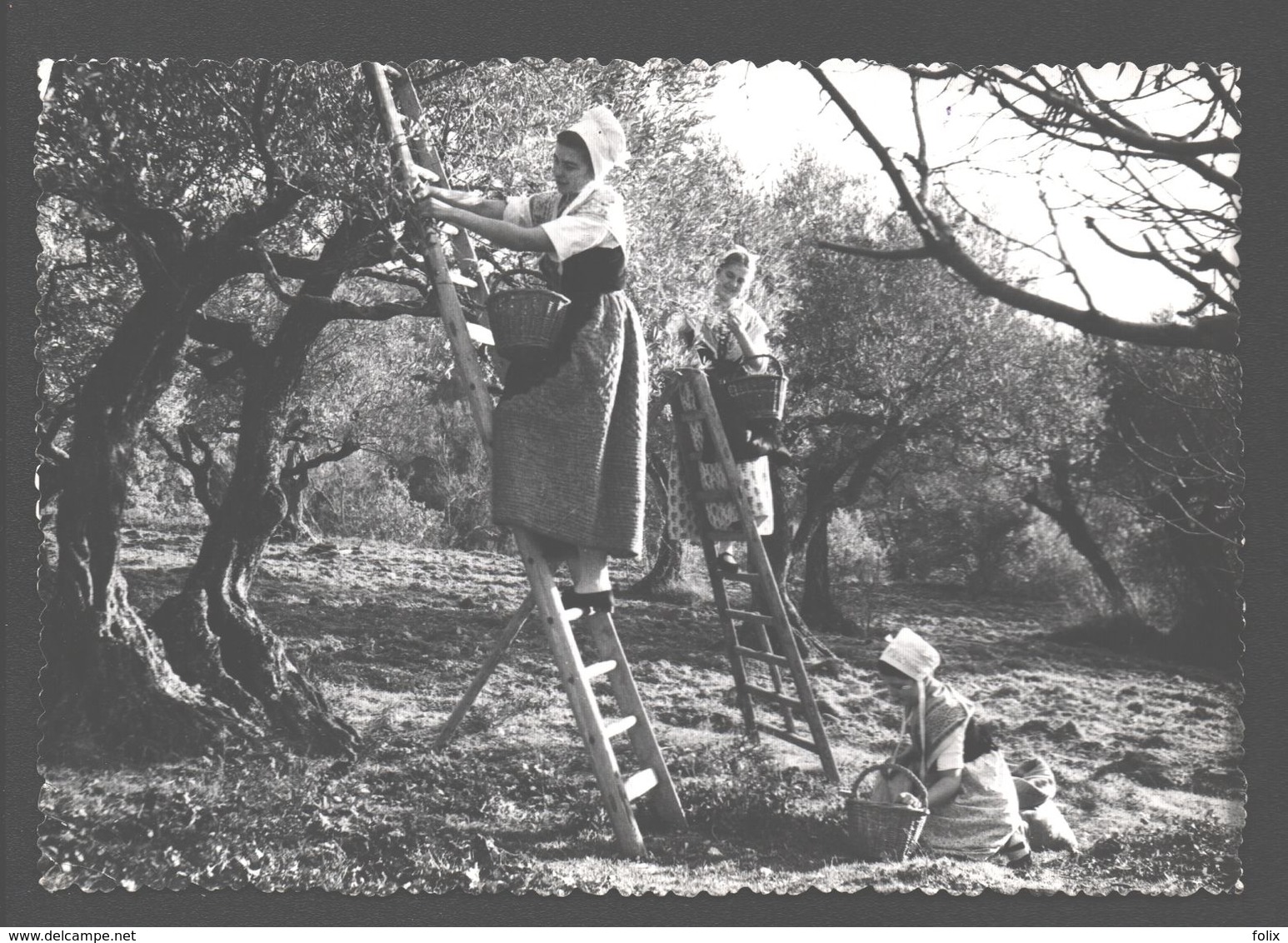 Le Comtat Venaissin - La Cueillette Des Olives - Costumes De Provence - Folklore - 1952 - Ed. Photos G. Augier - Andere & Zonder Classificatie
