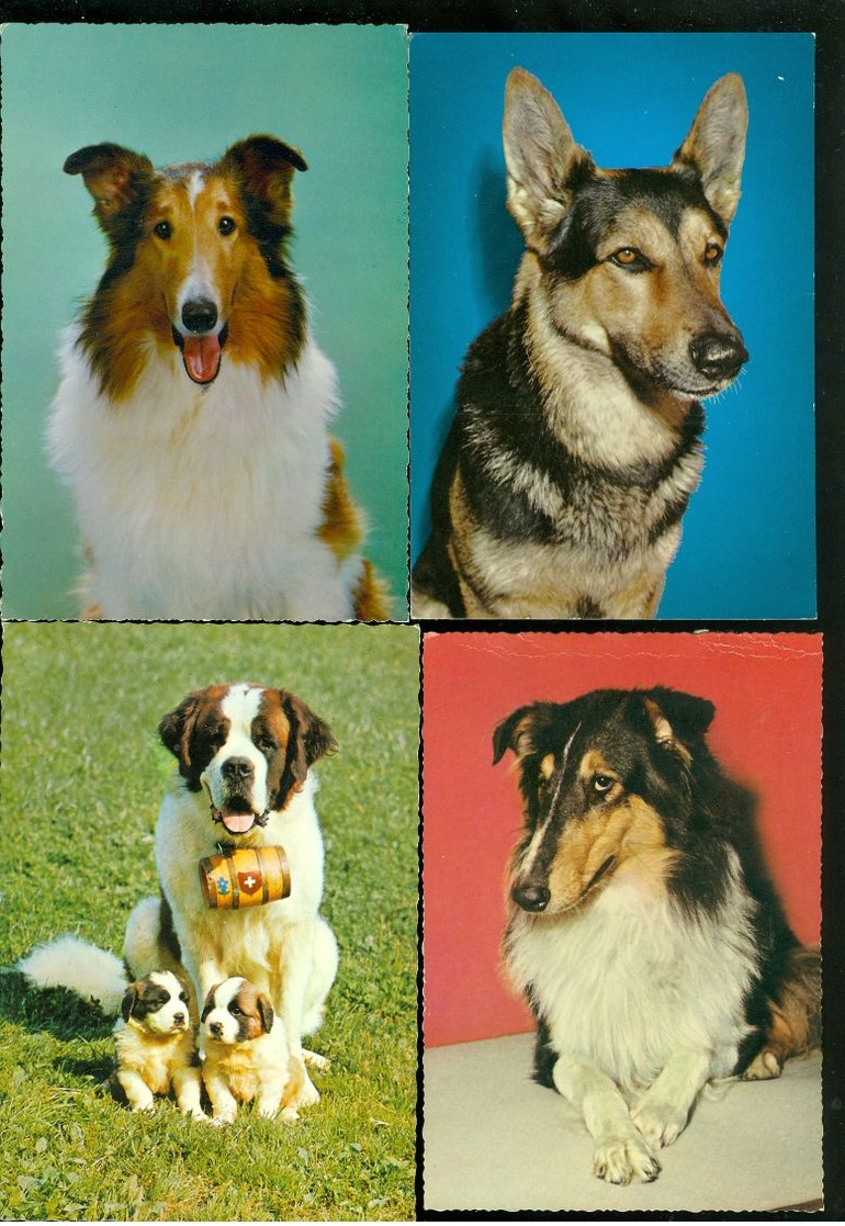 Beau Lot De 60 Cartes Postales Semi Modernes Gr. Format De Fantaisie Chiens Chien   Mooi Lot Van 60 Postk. Fantasie Hond - 5 - 99 Cartes