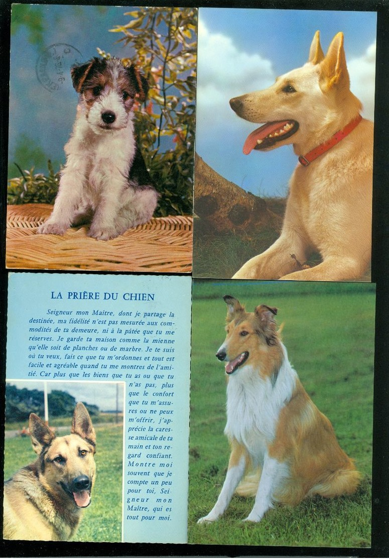 Beau lot de 60 cartes postales semi modernes gr. format de fantaisie chiens chien   Mooi lot van 60 postk. fantasie hond