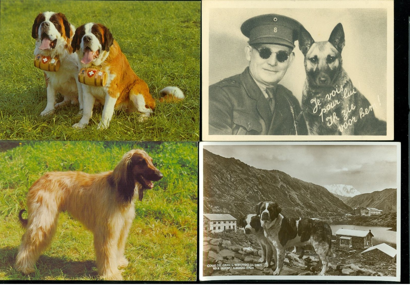 Beau lot de 60 cartes postales semi modernes gr. format de fantaisie chiens chien   Mooi lot van 60 postk. fantasie hond