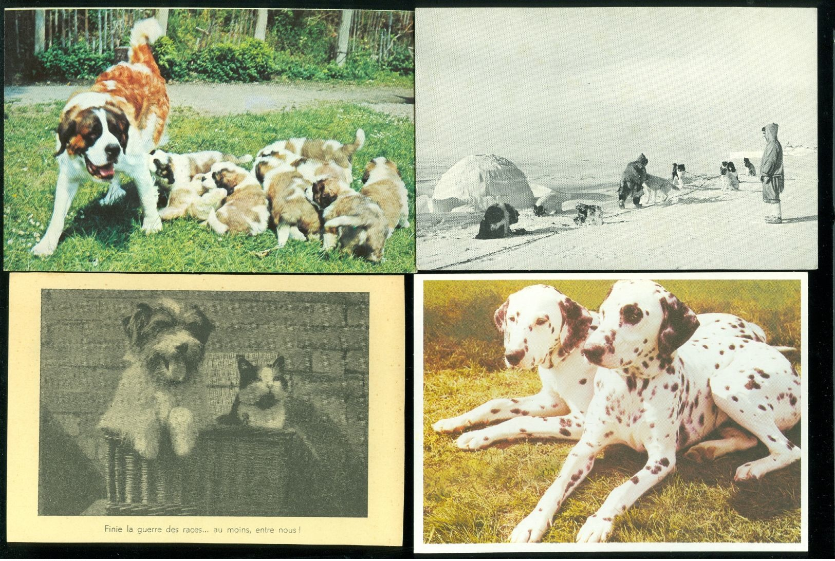 Beau lot de 60 cartes postales semi modernes gr. format de fantaisie chiens chien   Mooi lot van 60 postk. fantasie hond