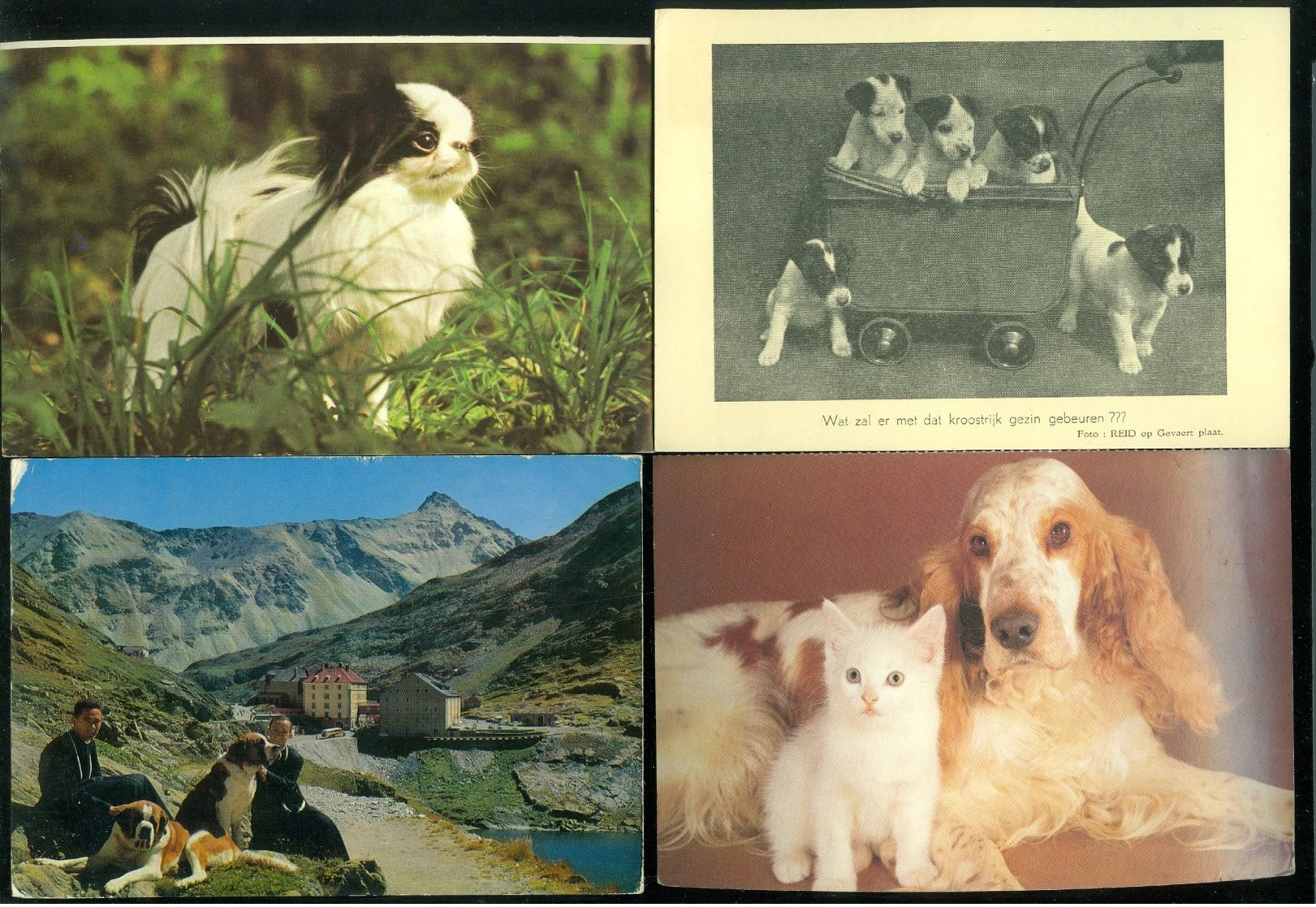 Beau lot de 60 cartes postales semi modernes gr. format de fantaisie chiens chien   Mooi lot van 60 postk. fantasie hond