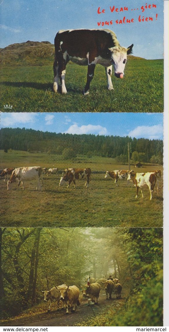 LOT DE VACHES - BOEUFS ETC...  - 45 CARTES -