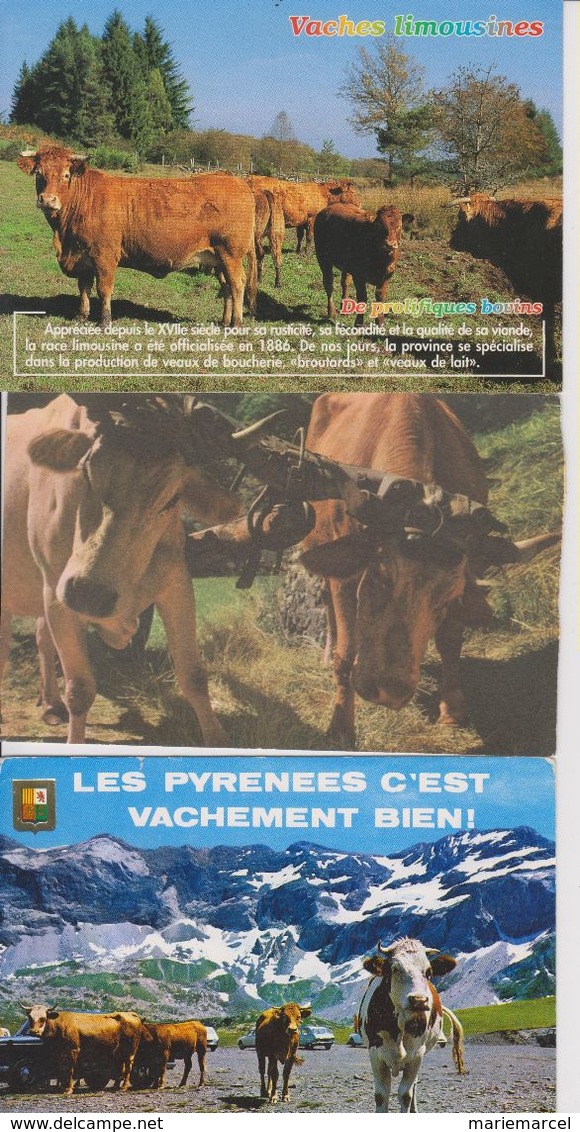 LOT DE VACHES - BOEUFS ETC...  - 45 CARTES -