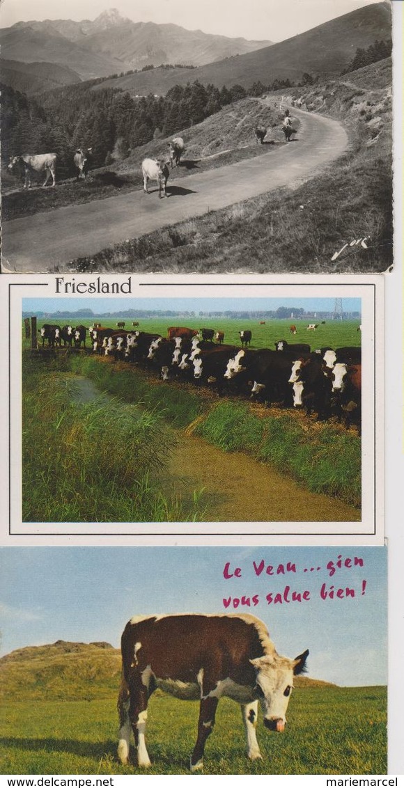 LOT DE VACHES - BOEUFS ETC...  - 45 CARTES -