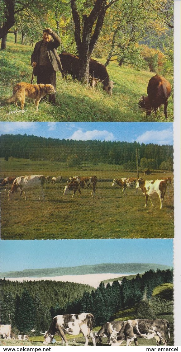 LOT DE VACHES - BOEUFS ETC...  - 45 CARTES -