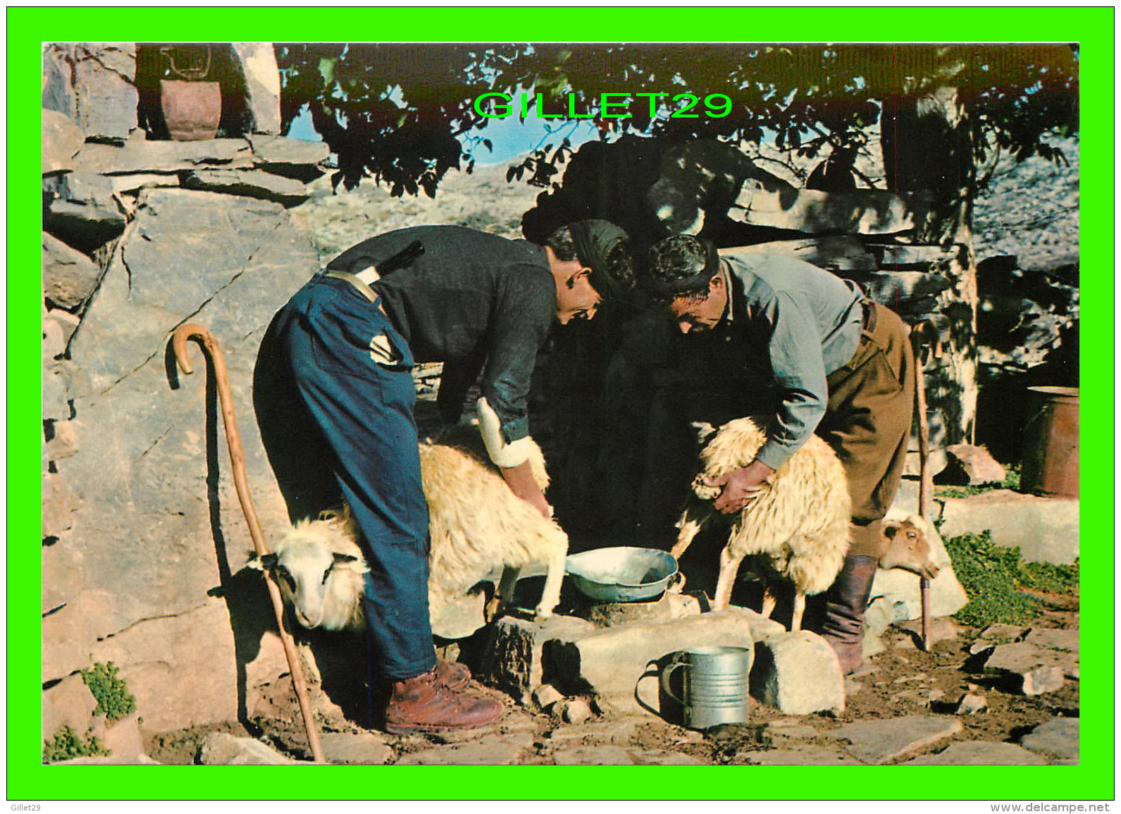 CRETE, GRÈCE - LA TRAITE À LA BERGERIE - ANIMÉE - - Grèce