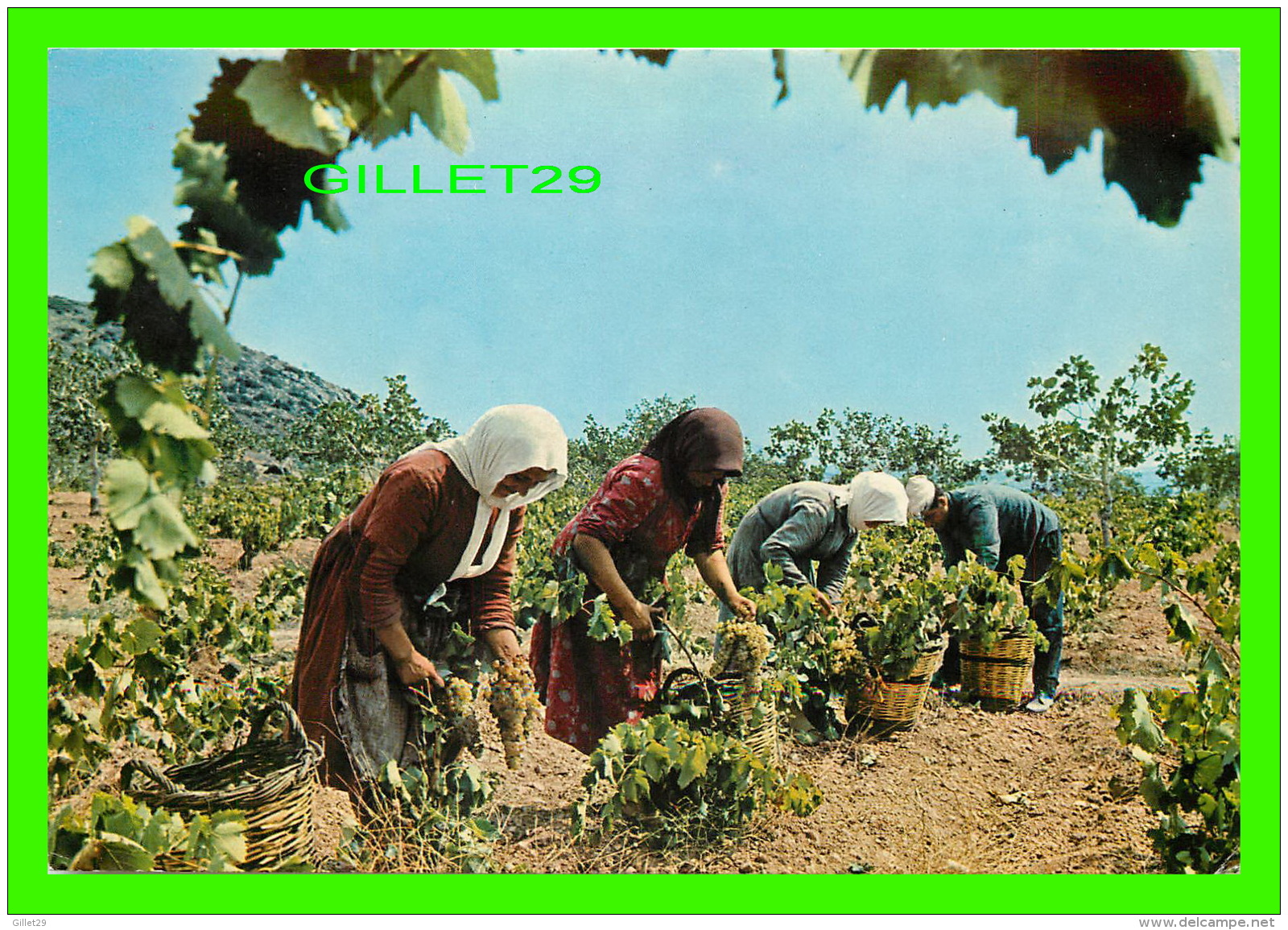 CRETE, GRÈCE - LES VENDANGES - ANIMÉE - - Grèce