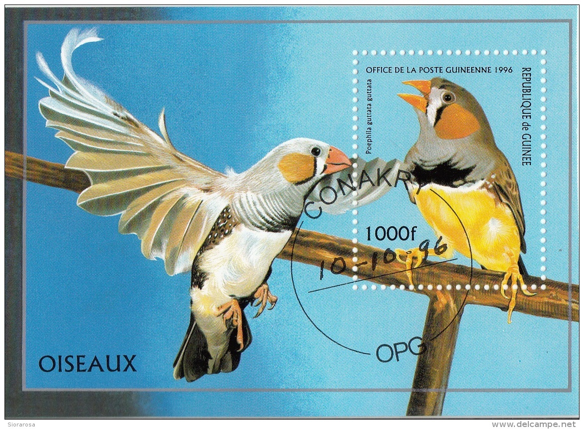 Guinea 1996 Sc. 1374 Uccelli Birds Poephila Guttata Diamante Mandarino Bengalino CTO Guinee Perf. - Guinea (1958-...)