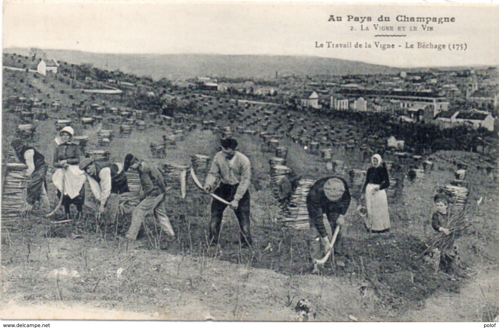 Au Pays Du Champagne - La Vigne Et Le Vin - Le Travail De La Vigne - Le Béchage (175)    (104056) - Vignes