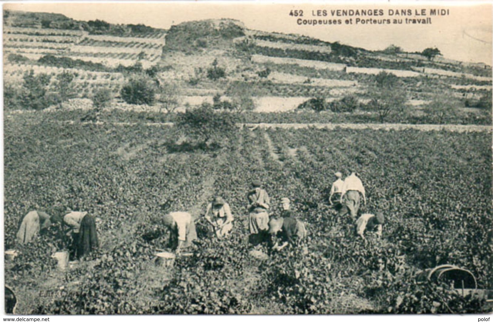 Les Vendanges Dans Le Midi - Coupeuses Et Porteurs Au Travail  (104087) - Vignes