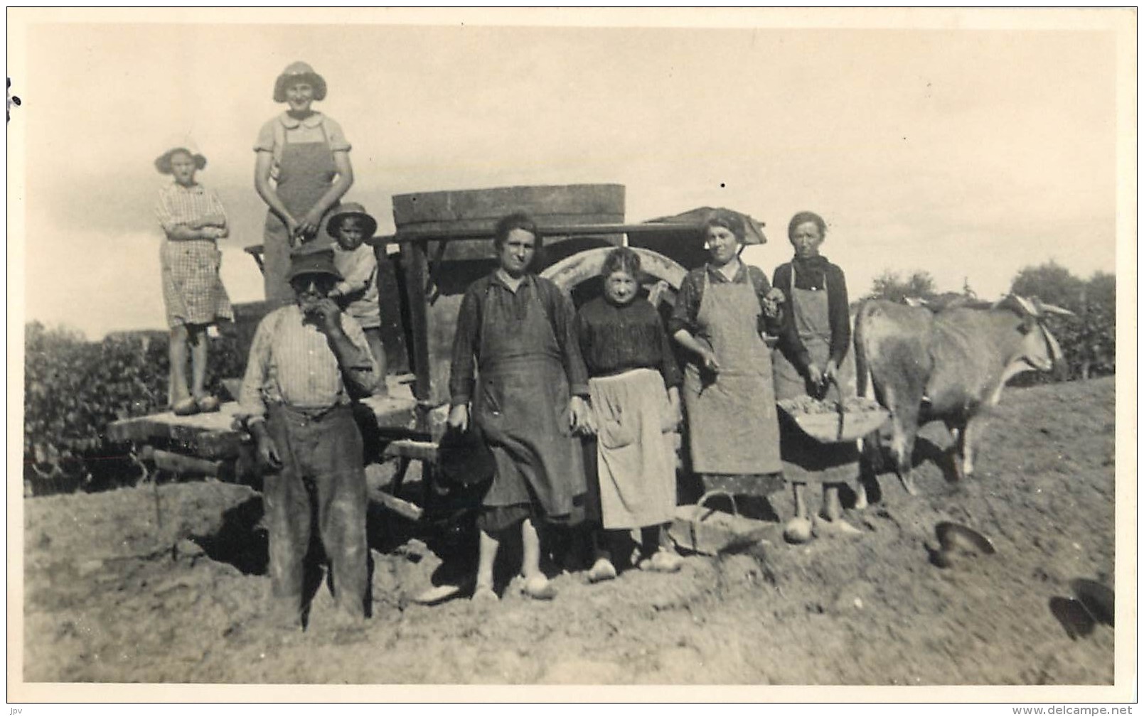 CARTE PHOTO : VENDANGES - VENDANGEURS ET L'ATTELAGE DE BOEUFS - Photographs