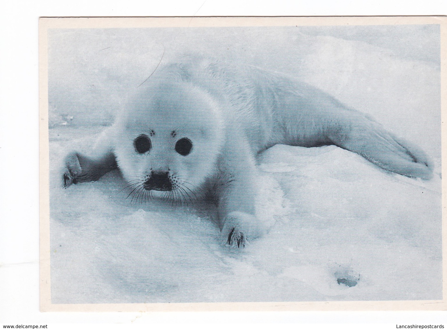 Postcard Seal Pup Close Up Study My Ref  B22530 - Other & Unclassified