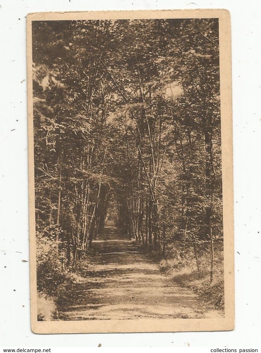 Cp, 27 , BEAUMESNIL , Préventorium LE REPOS ,une Allée Dans Les Bois , Vierge , Ed. Yvon - Beaumesnil