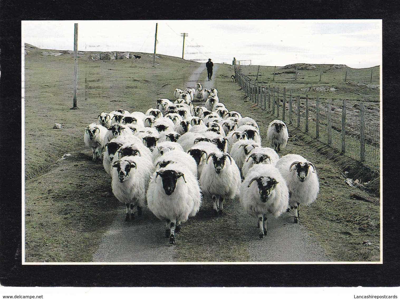 Postcard Farming And Crofting Series The Gathering [ Sheep ] By Sue Anderson Isle Of Coll My Ref  B22538 - Farms