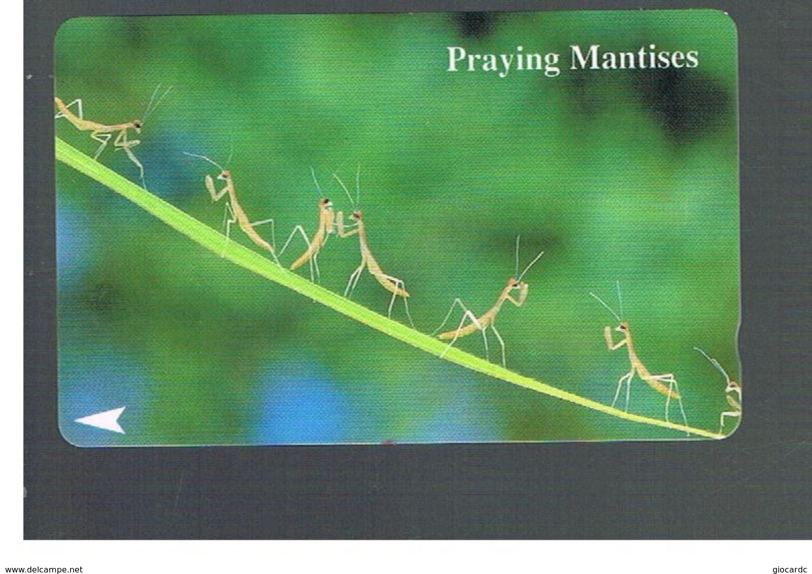 SINGAPORE -  1994   INSECTS: PRAYING MANTISES - USED -   RIF. 10413 - Sonstige & Ohne Zuordnung