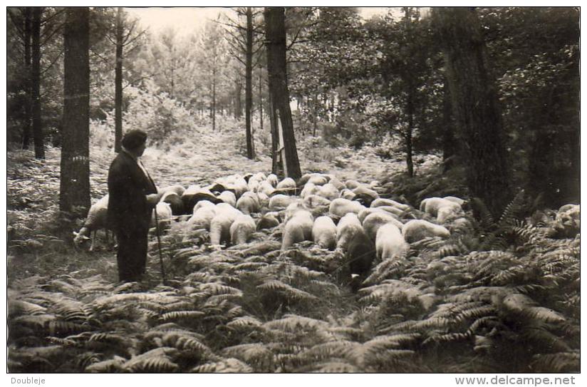 D33  PILAT- PLAGE  Pâturage Dans La Forêt   ..... - Arcachon