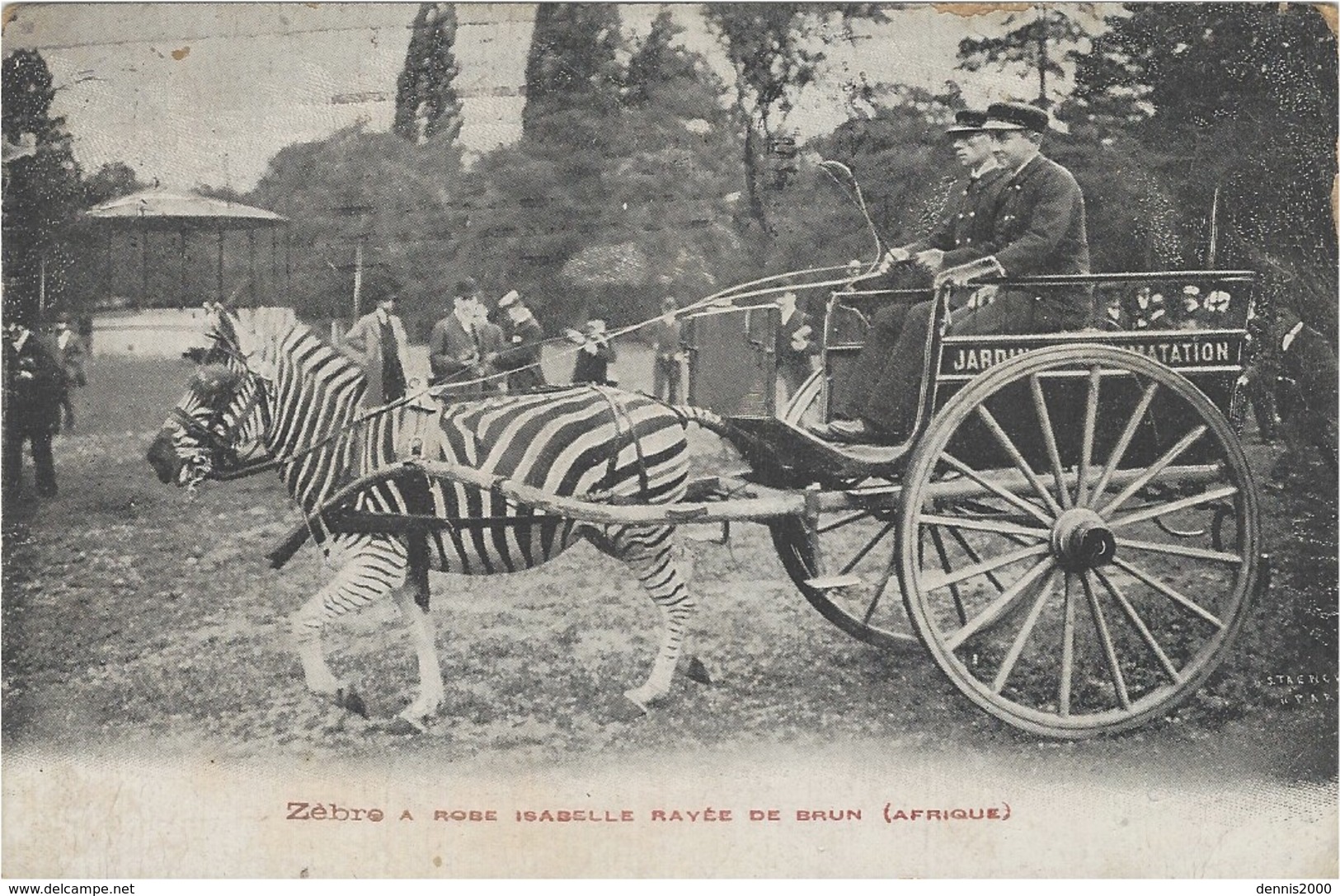 Zèbre à Robe Isabelle Rayée De Brun ( Afrique )  Attelage  Du Jardin D'acclimatation Du Bois De Boulogne ( Paris ) - Cebras