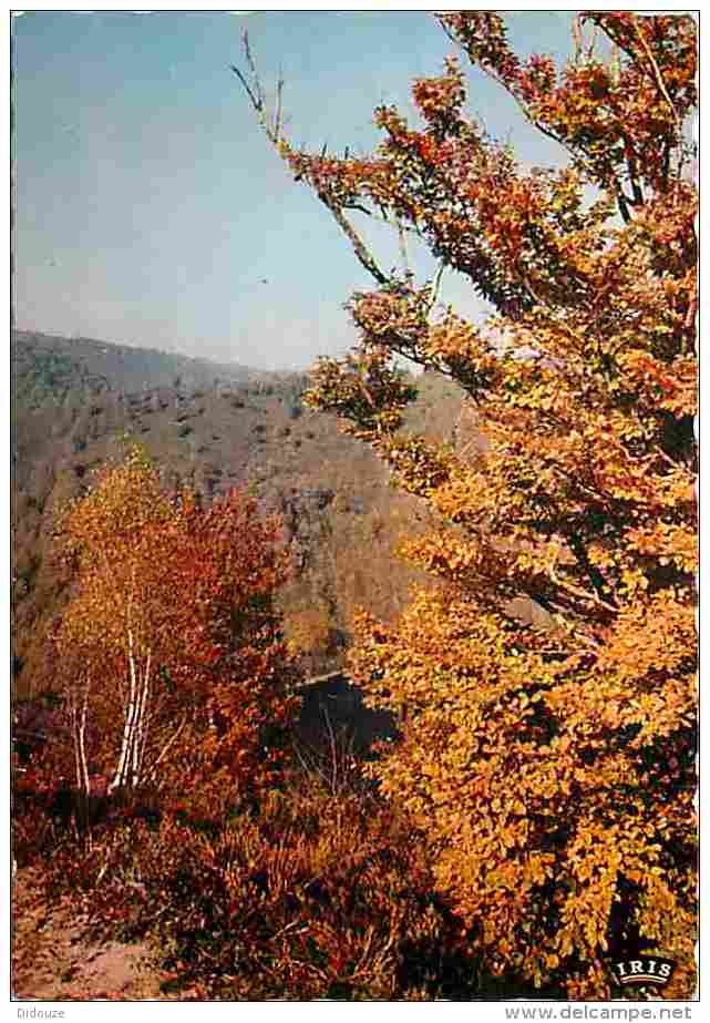 19 - Corrèze - Automne En Foret - Voir Scans Recto-Verso - Autres & Non Classés