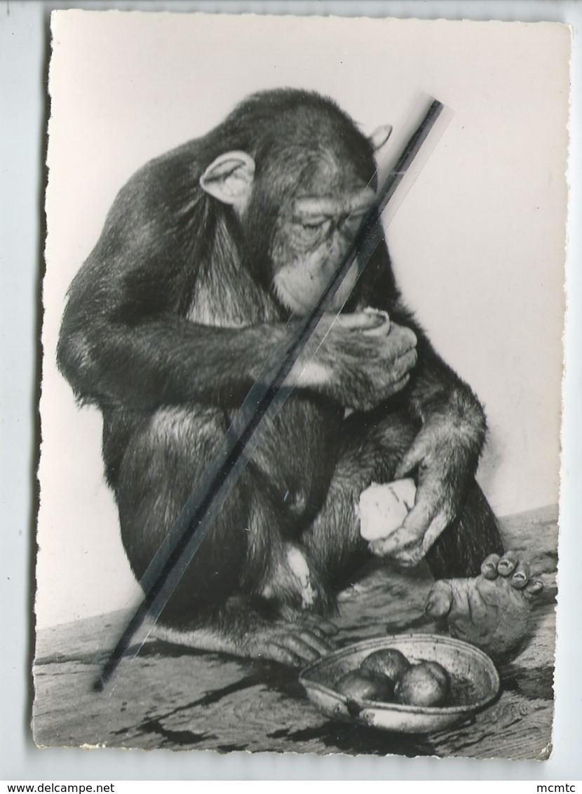 CPSM Grand Format - 422 - Chimpanzé  -(Guinée ) - Singe - Apen