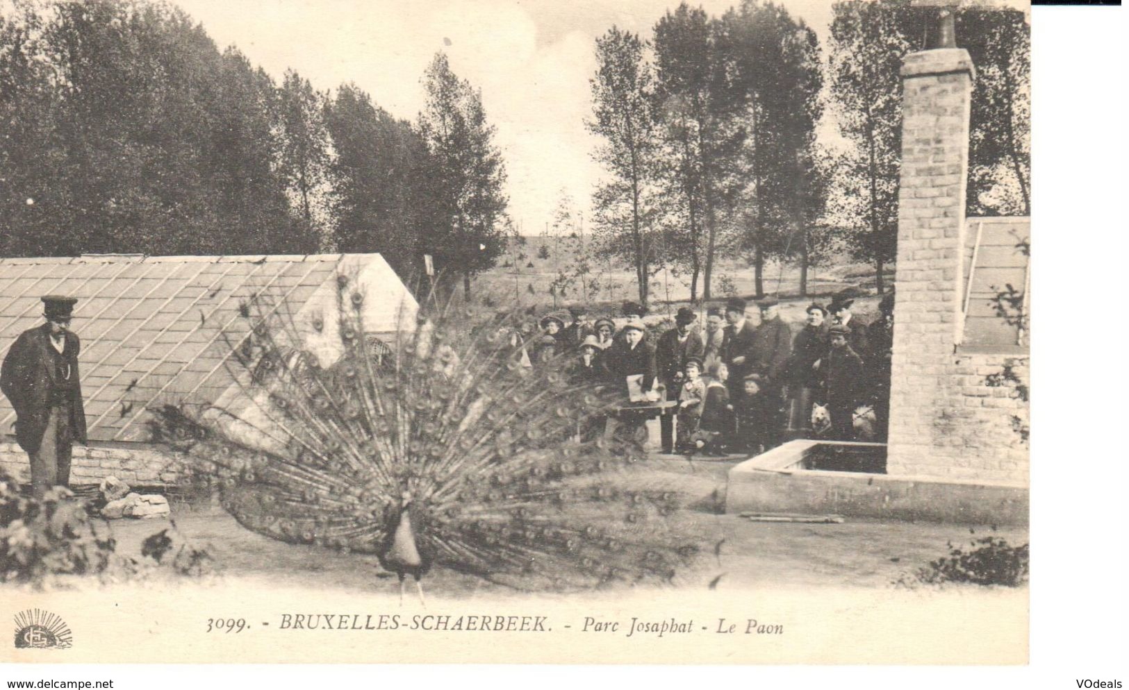 Bruxelles - CPA - Brussel - Parc Josaphat - Le Paon - Forêts, Parcs, Jardins