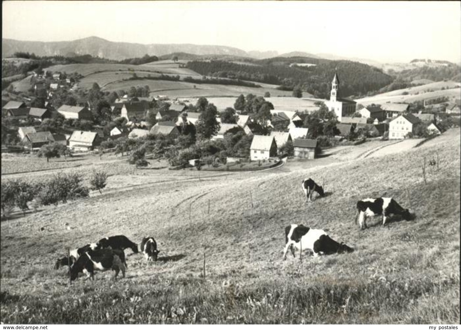 41261308 Saupsdorf Vom Wachberg Kuehe Saupsdorf - Kirnitzschtal