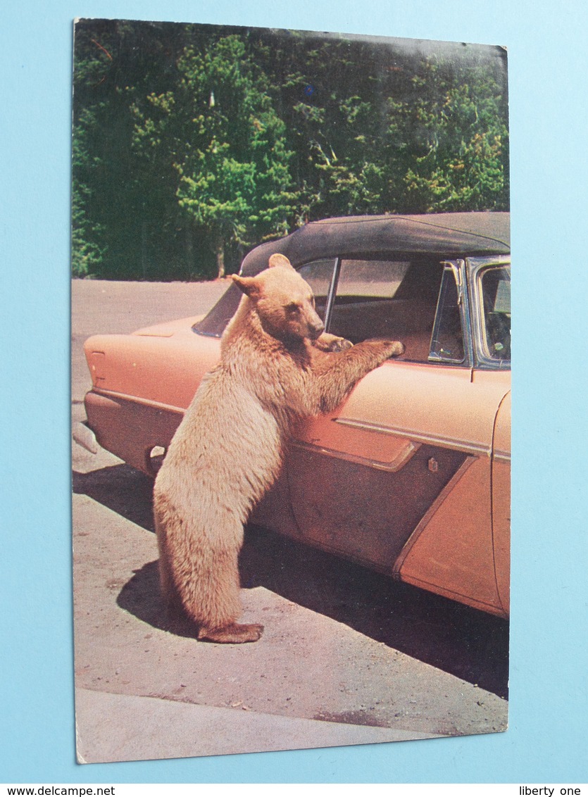 GLACIER GERTIE One-Bear Welcoming Committee ( Bob Anderson ) Anno 1960 ( Zie/voir Foto Voor Details ) ! - Great Falls