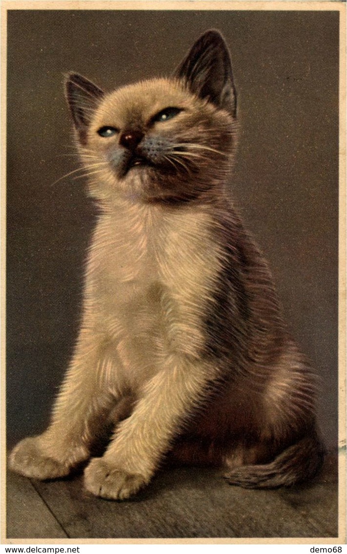 Animal Chat Chaton  Photo 1952 - Chats