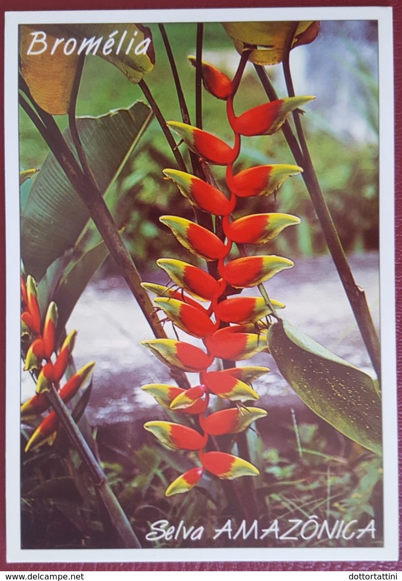 BROMELIA - Selva Amazonica - Amazonas - Fiori